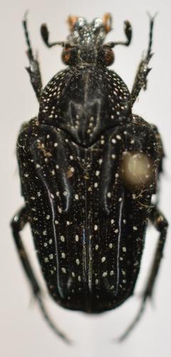 Euselates stictica